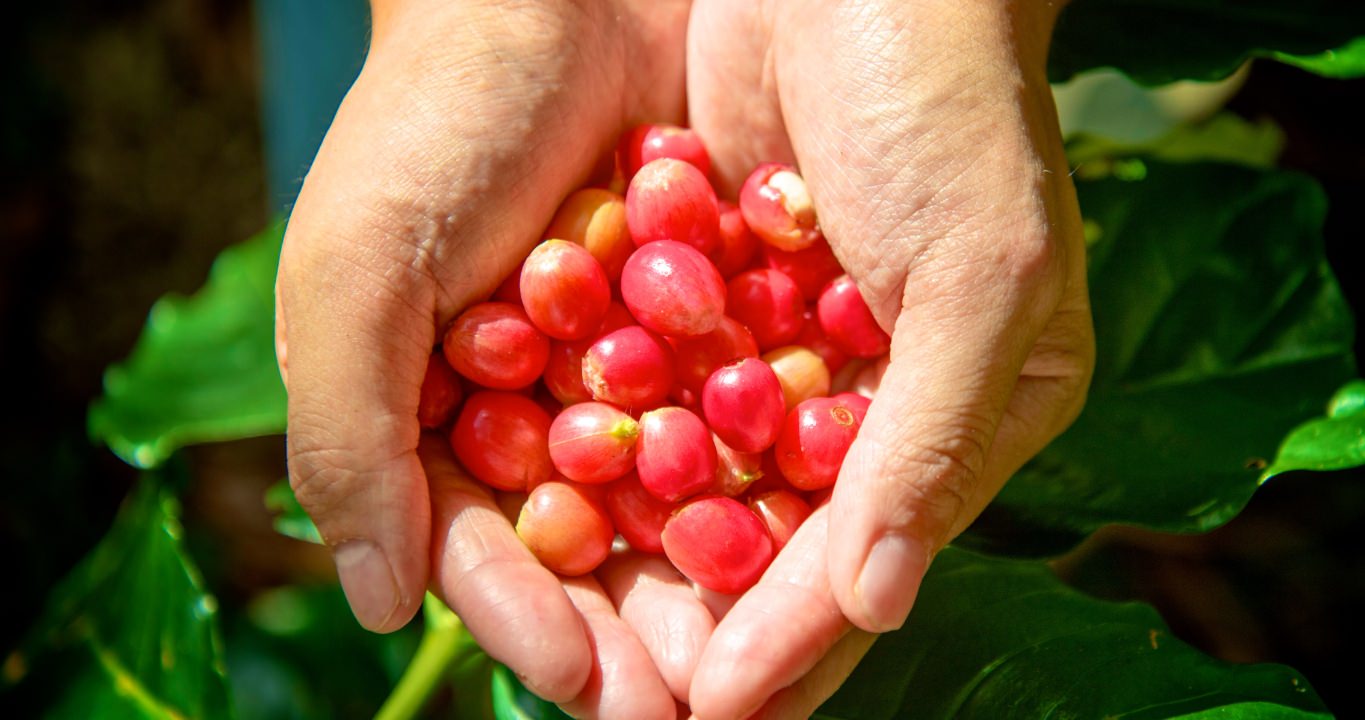 DISCOVER COFFEE